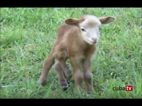 INSÓLITO -Nace en Cuba Carnero con 6 Patas-