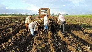 Escasez de azúcar en Cuba por incumplimientos en la zafra