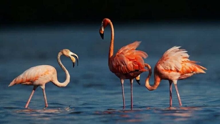 flamencos cubanos estados unidos