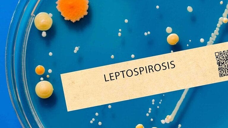 leptospirosis cuba