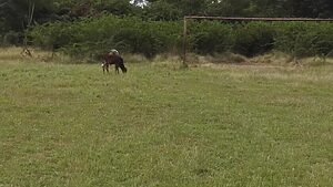 Denuncian lamentable estado de campo de fútbol en Cuba