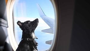 viaje mascotas american airlines